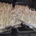 花生芽菜水育花生芽售卖周边城市量大质优来电咨18