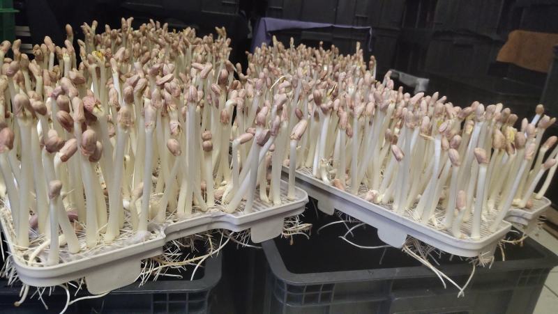 花生芽菜水育花生芽售卖周边城市量大质优来电咨18