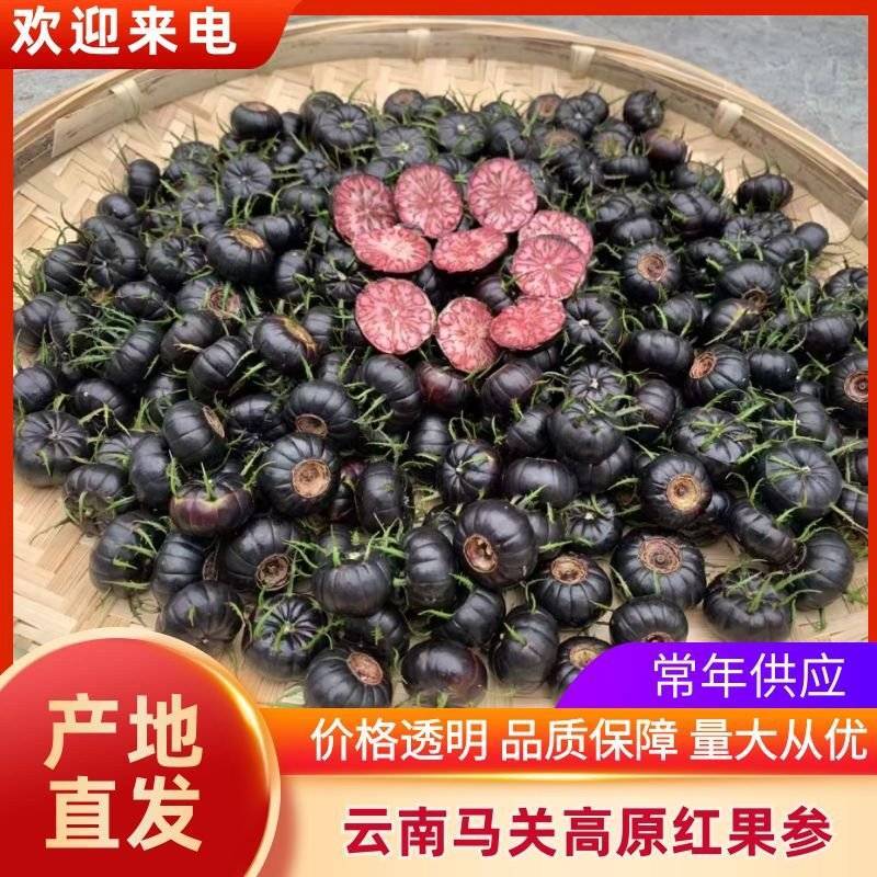 云南马关高原红果参产地直发全国发货欢迎选购
