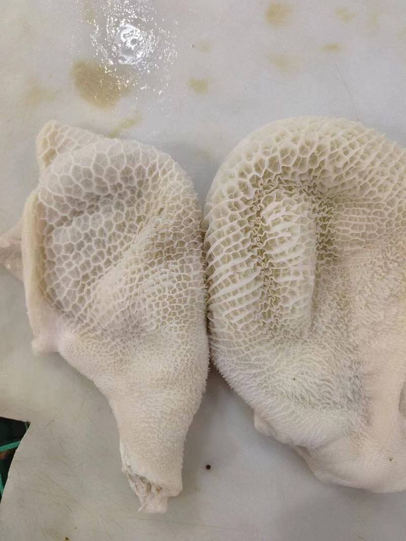 【熟食金钱肚】3成熟金钱肚