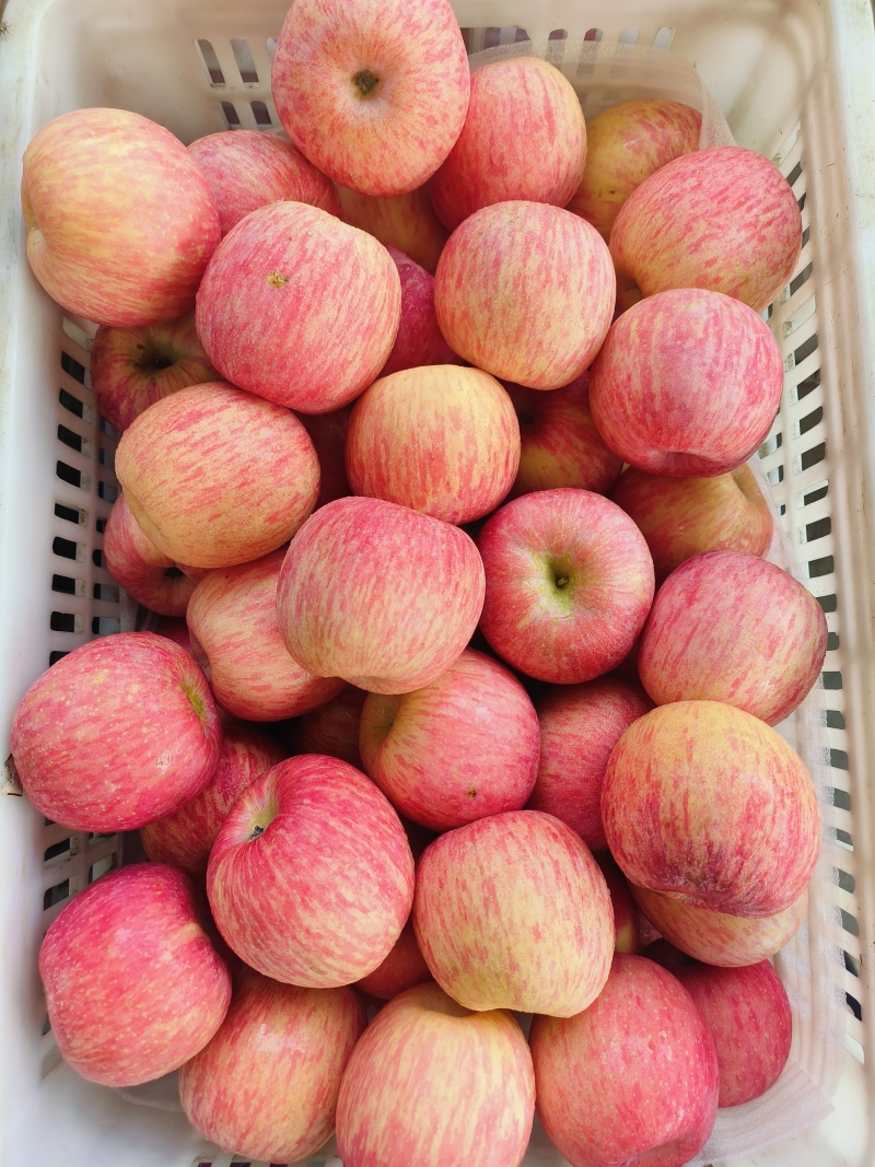 推荐红富士苹果一手货源山区种植对接电商商超档口