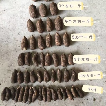 天麻