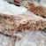 鸡腺胃饲料级