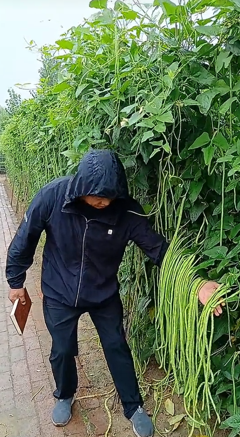 小叶翠柳东方龙翠绿条优质丰产长豆角种子
