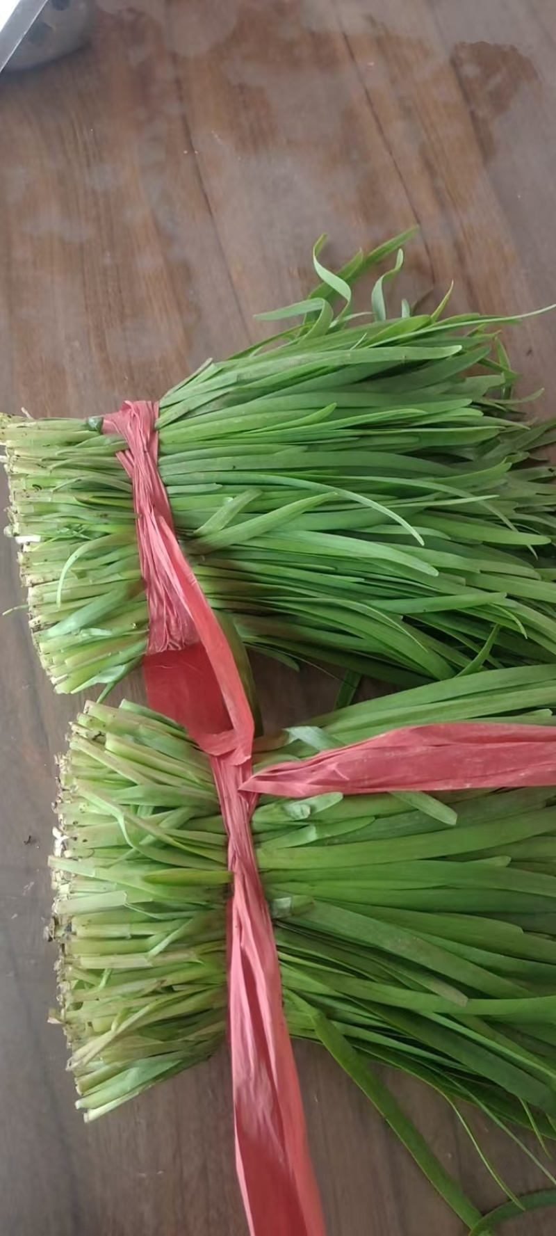 邢台韭菜自家种植，价格可谈，各种规格都有，