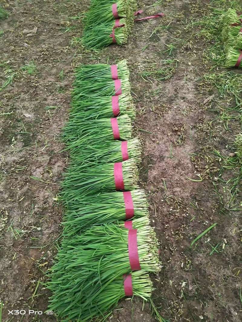 邢台韭菜自家种植，价格可谈，各种规格都有，