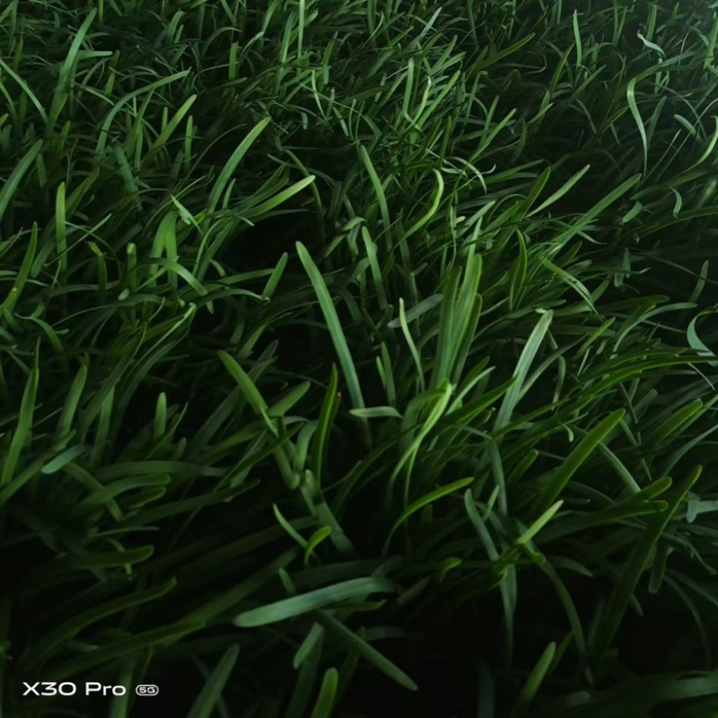 邢台韭菜自家种植，价格可谈，各种规格都有，