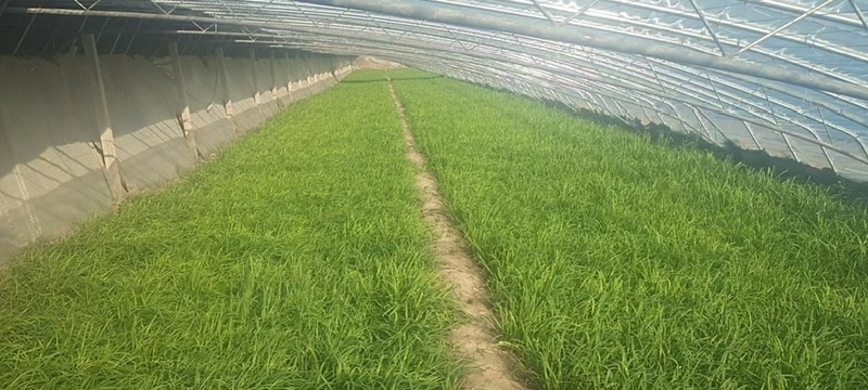 邢台韭菜自家种植，价格可谈，各种规格都有，