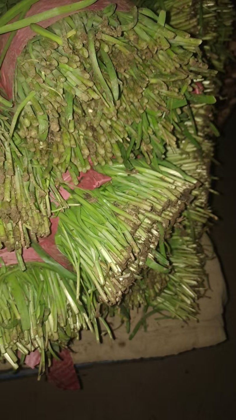 邢台韭菜自家种植，价格可谈，各种规格都有，