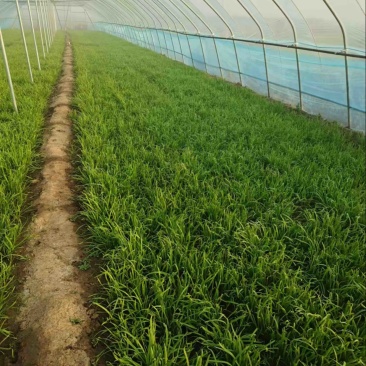 韭菜各种规格都有，价格可谈，自家种植，批发
