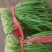 韭菜各种规格都有，价格可谈，自家种植，批发