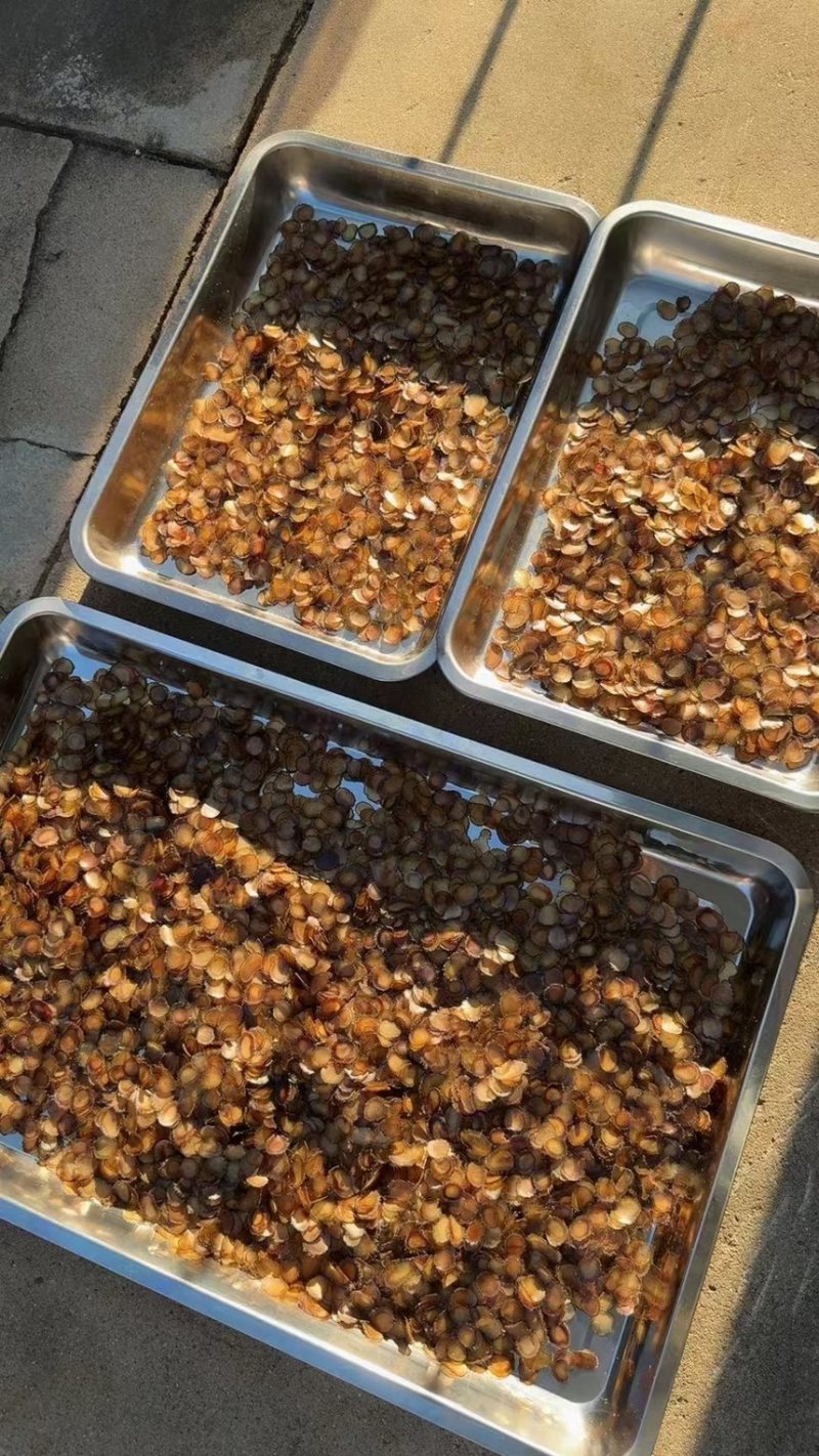 《吉林鹿业》梅花鹿腊片鲜鹿茸片诚信经营，客户至上！