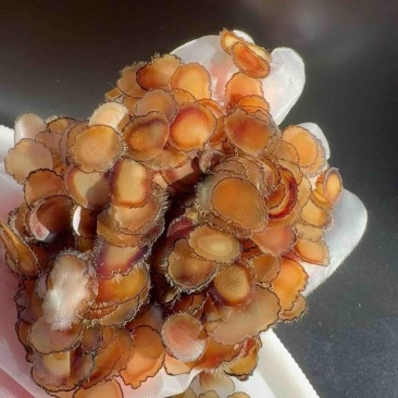 《吉林鹿业》梅花鹿腊片鲜鹿茸片诚信经营，客户至上！