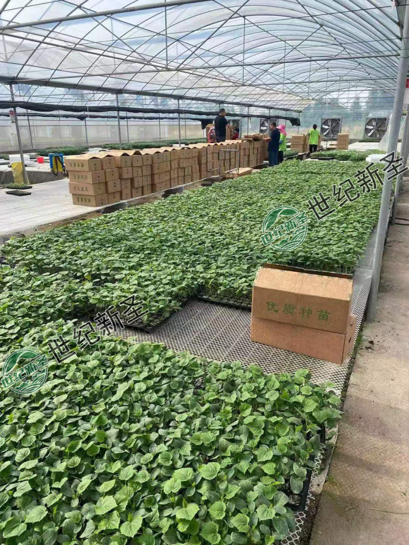 嫁接黄瓜苗绿瓤密刺黑油亮短把抗病毒耐高温不早衰龙头旺