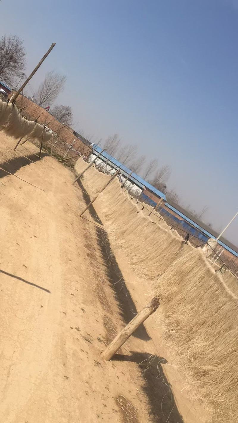 纯手工红薯粉条大量批发
