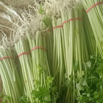 精选香芹芹菜小香芹新鲜蔬菜基地直发量大价优欢迎选购电联