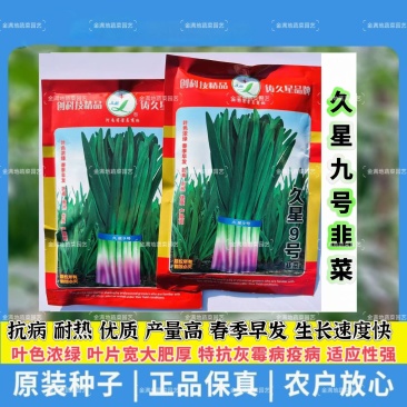 久星九号韭菜种子耐热抗病高产韭菜种春季早发生长快红根韭菜