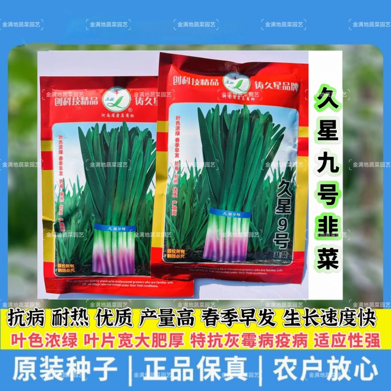 久星九号韭菜种子耐热抗病高产韭菜种春季早发生长快红根韭菜