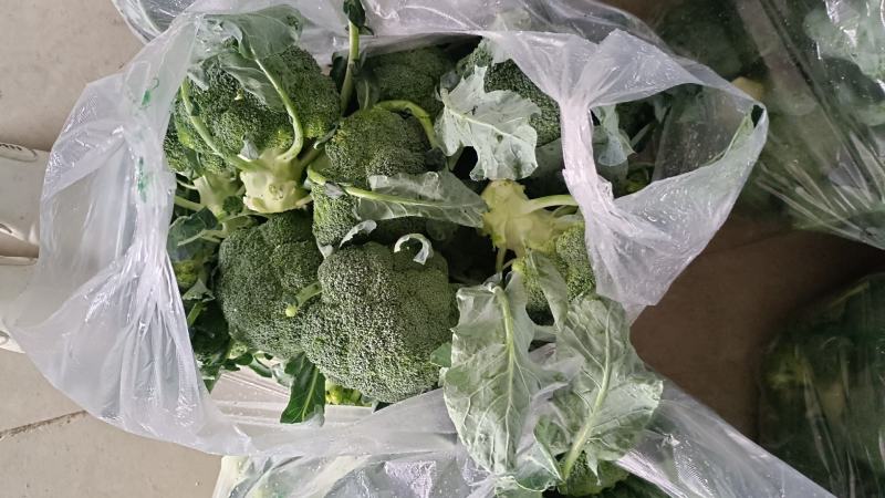 精品西兰花大量上市，全国发货，可视频看货，量大从优。