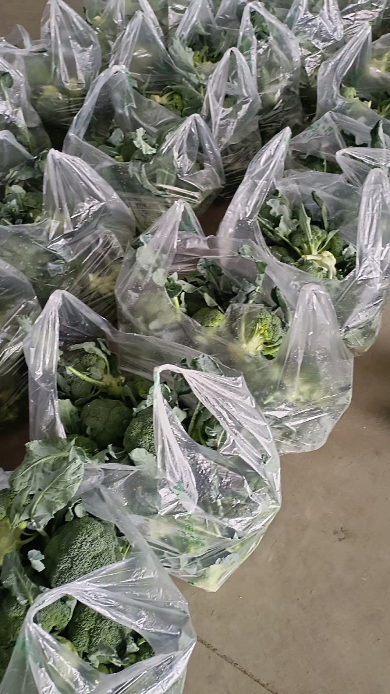 精品西兰花大量上市，全国发货，可视频看货，量大从优。