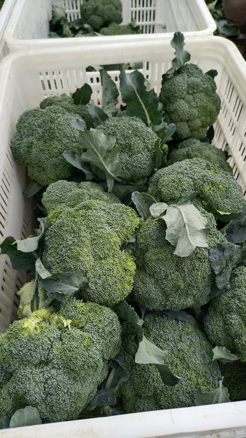 精品西兰花大量上市，全国发货，可视频看货，量大从优。