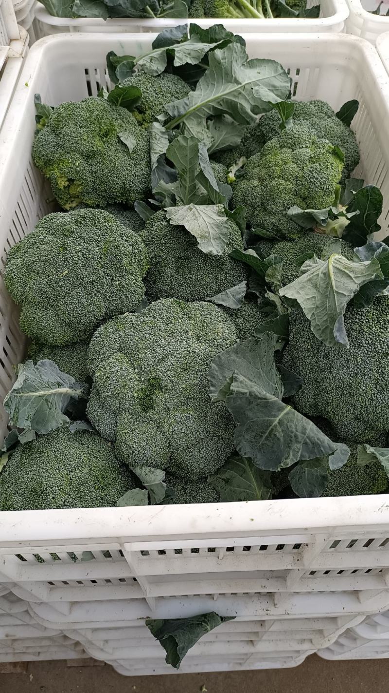 精品西兰花大量上市，全国发货，可视频看货，量大从优。