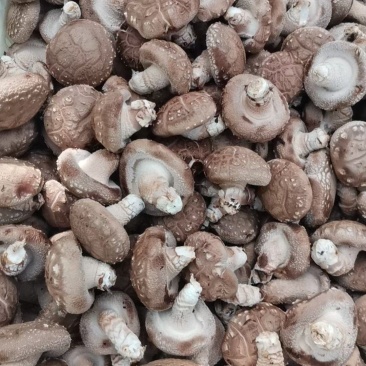 西峡鲜香菇有冷库加工厂场所可合作代收