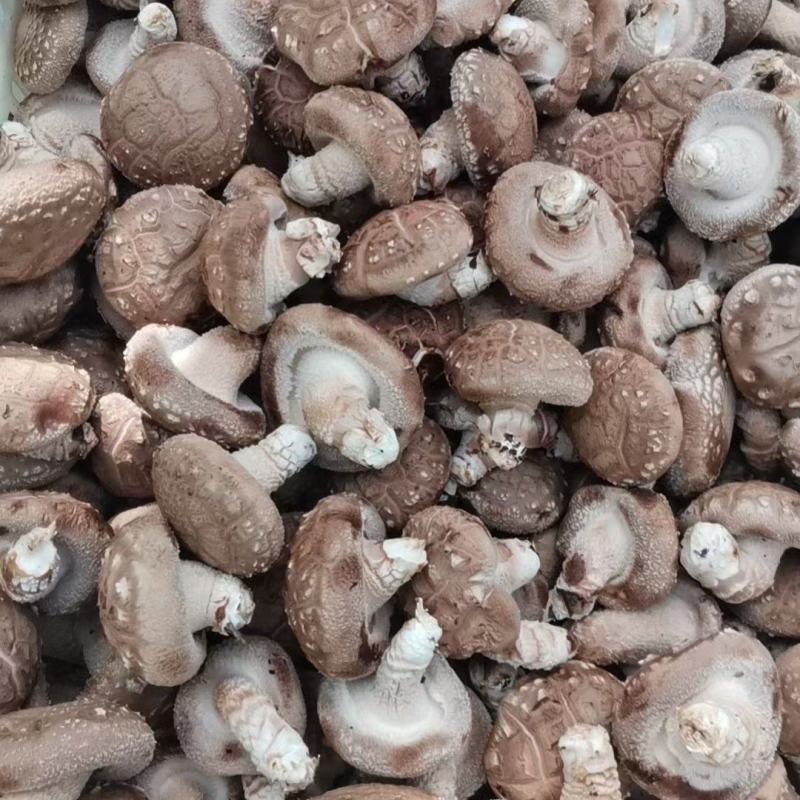 西峡鲜香菇有冷库加工厂场所可合作代收