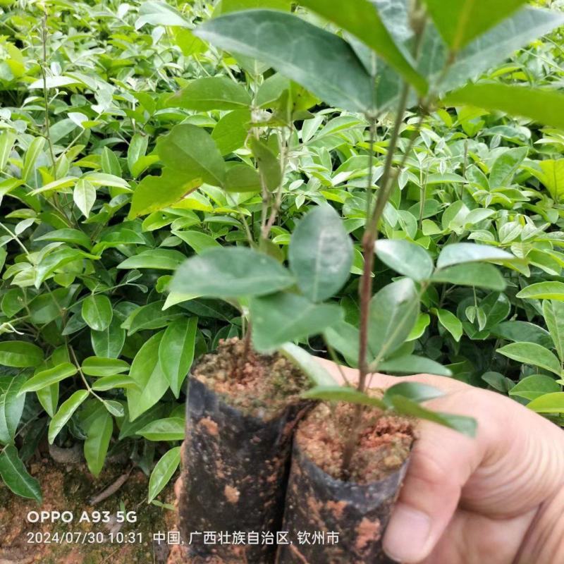 广西优质牛大力杯苗，产量高包提供技术指导