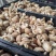 西峡鲜香菇有冷库加工厂场所可合作代收