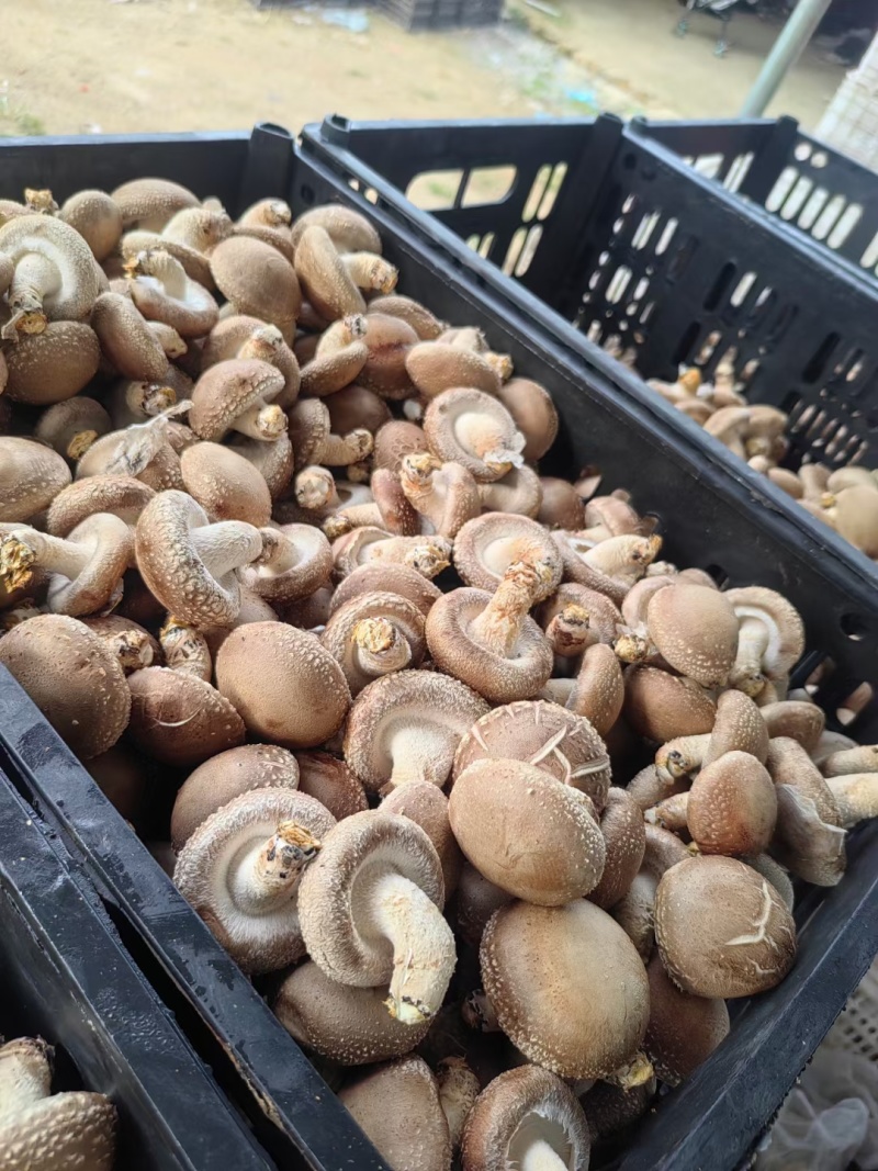 西峡鲜香菇有冷库加工厂场所可合作代收