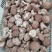 西峡鲜香菇有冷库加工厂场所可合作代收