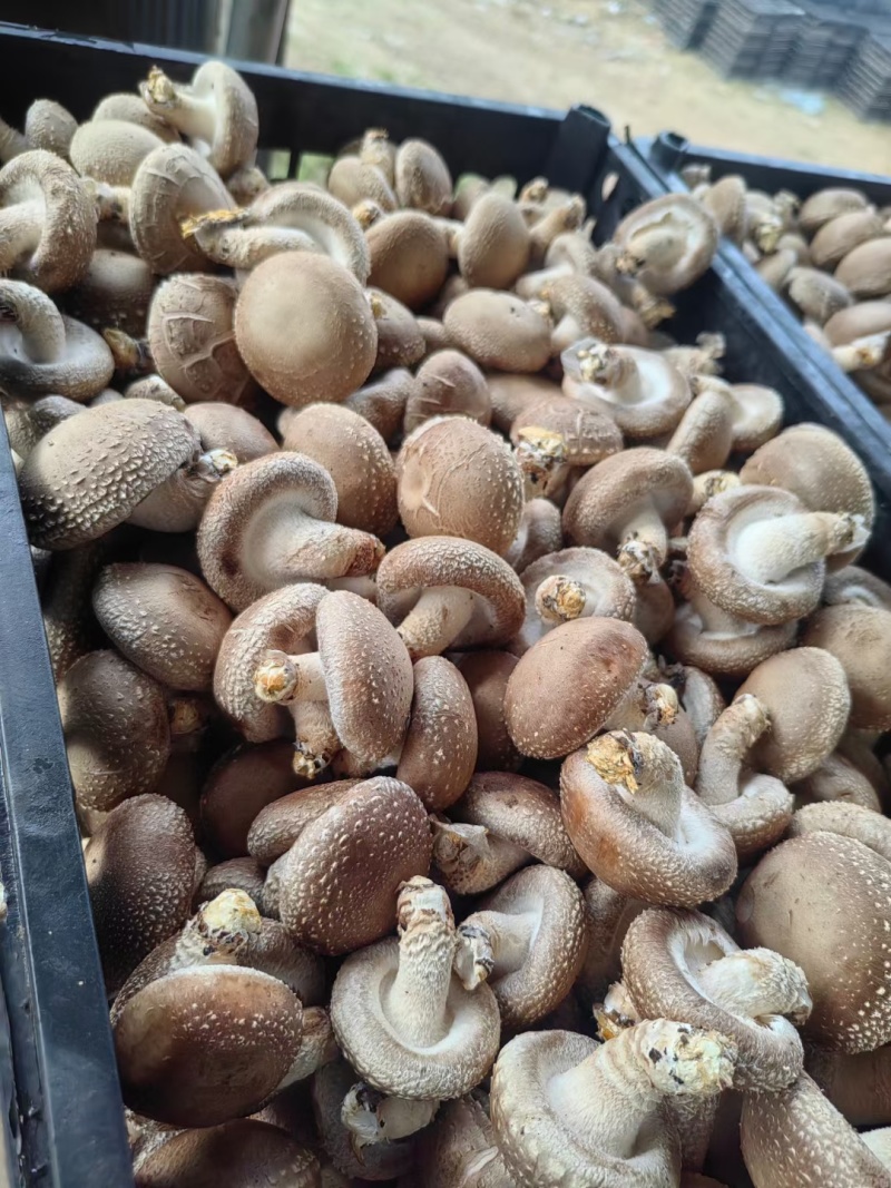 西峡鲜香菇有冷库加工厂场所可合作代收