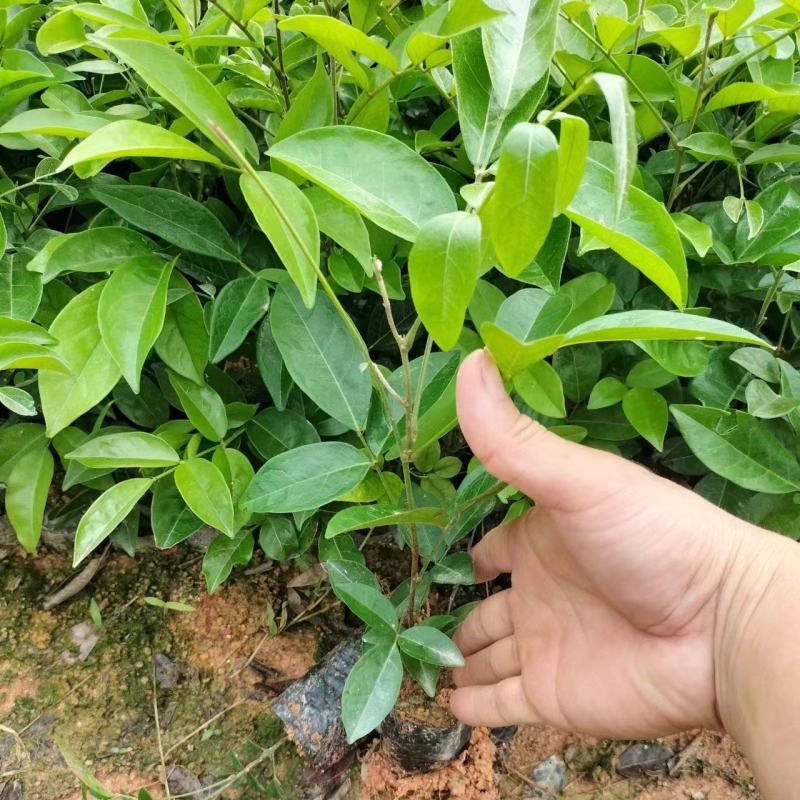 广西优质牛大力杯苗，产量高包提供技术指导