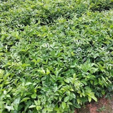 广西优质牛大力杯苗，一手货源质量保证，量大从优