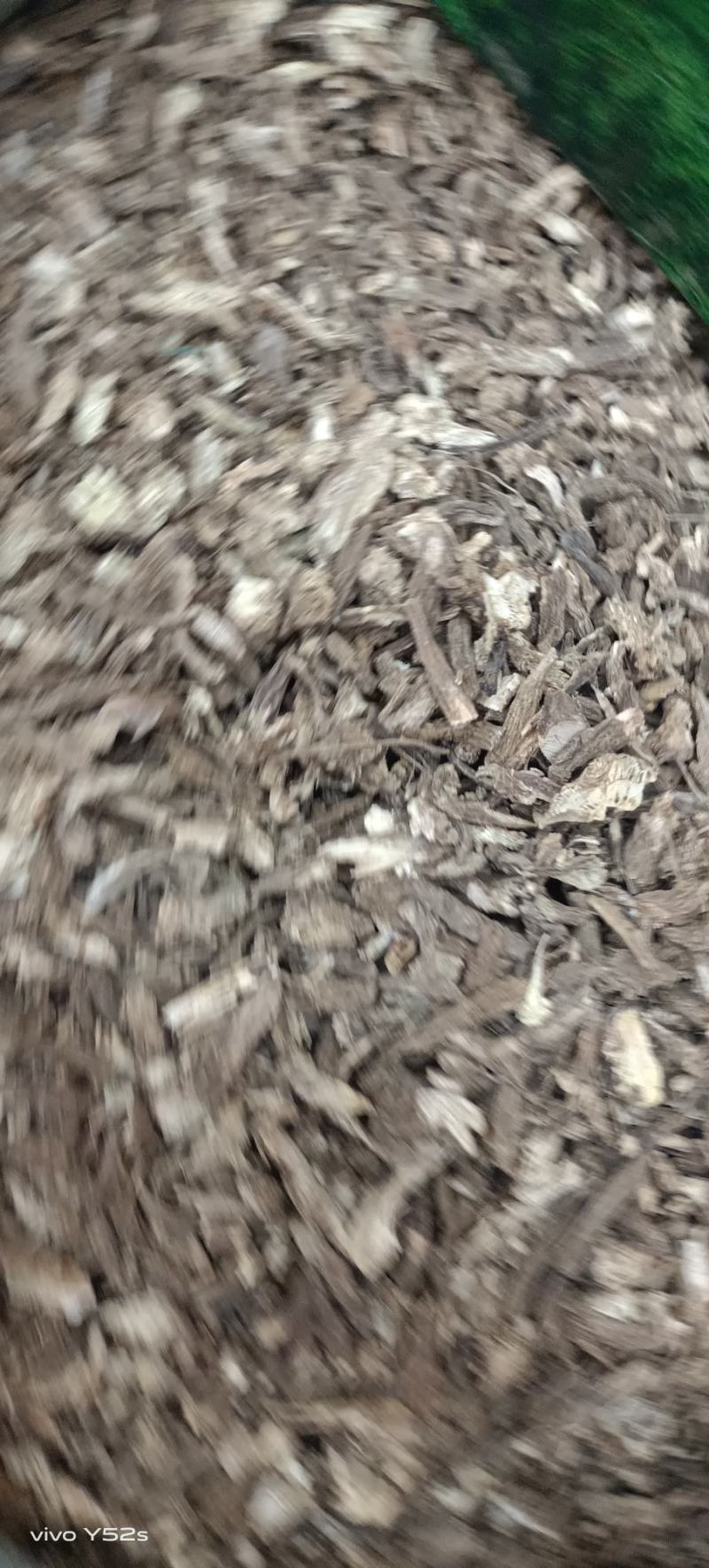 续断，各种中药常用和冷背药材实体拍摄