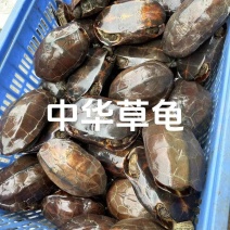 老草龟