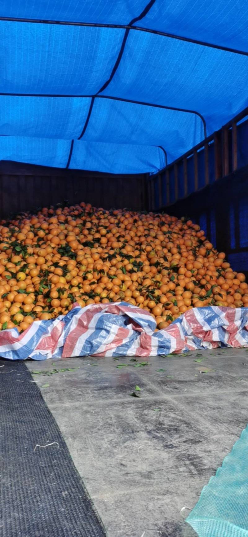 纽荷尔橙子沙皮