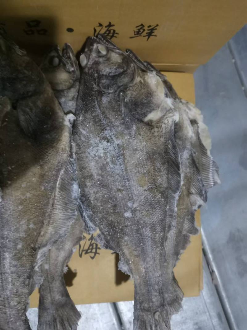 深海蝶鱼。也叫做鸦片鱼。
