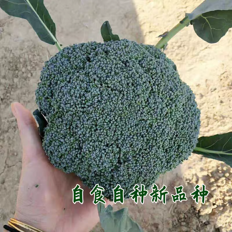 西兰花大量上市万亩基地量大从优产地直发一条龙服务