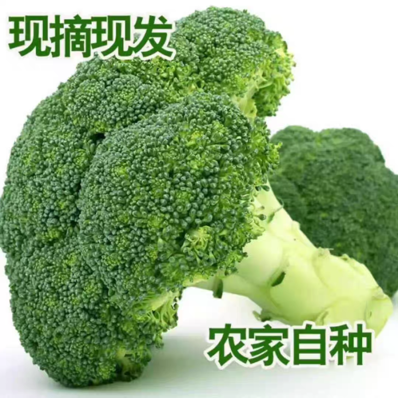 西兰花大量上市万亩基地量大从优产地直发一条龙服务