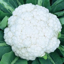 松花菜大量上市供各大市场商超电商欢迎咨询订购