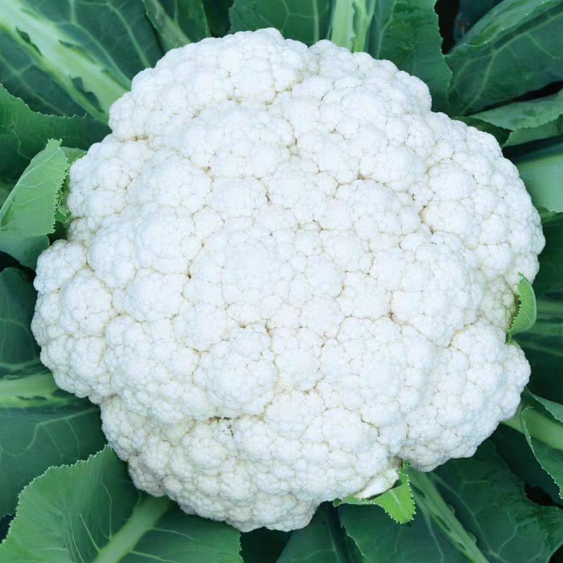 松花菜大量上市供各大市场商超电商欢迎咨询订购