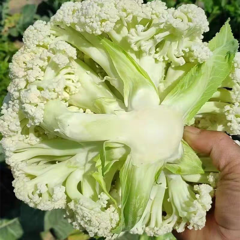 松花菜大量上市供各大市场商超电商欢迎咨询订购