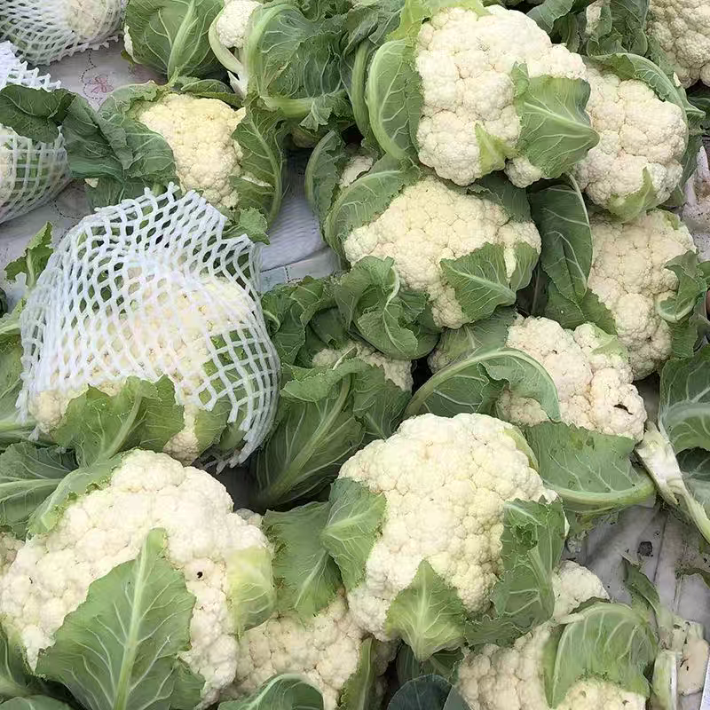 松花菜大量上市供各大市场商超电商欢迎咨询订购