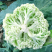 松花菜大量上市供各大市场商超电商欢迎咨询订购