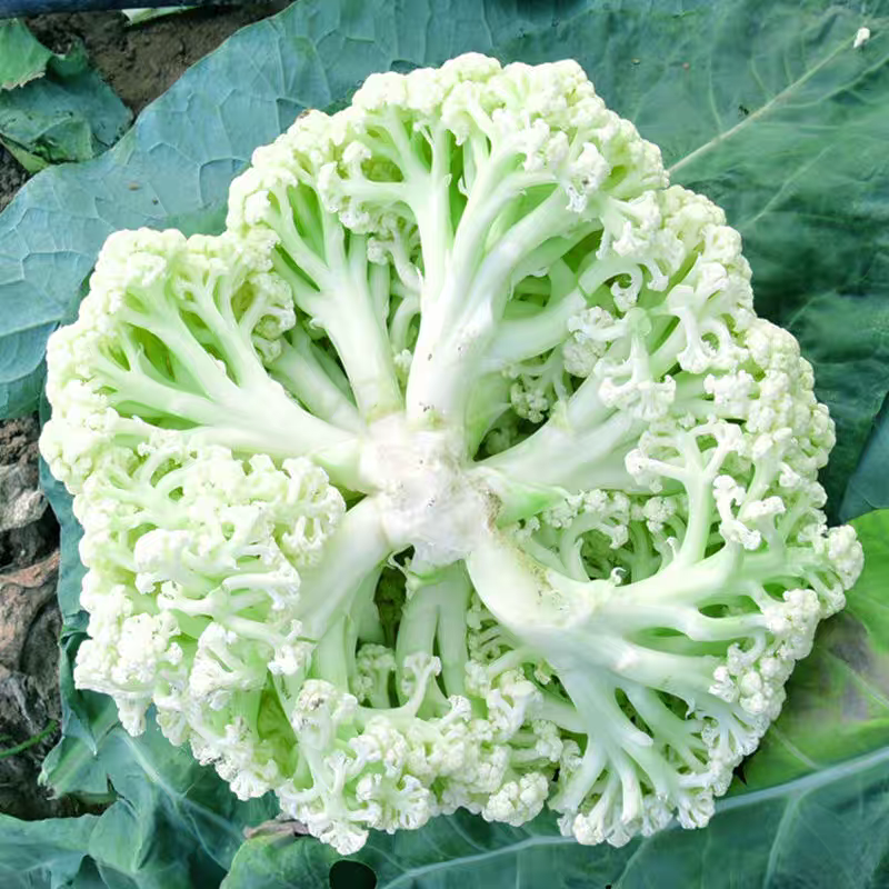 松花菜大量上市供各大市场商超电商欢迎咨询订购
