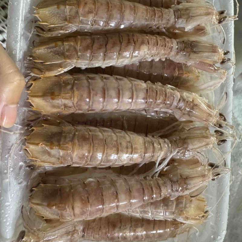 皮皮虾