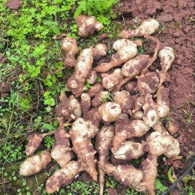 洋姜菊芋鬼子姜上市中量大从优