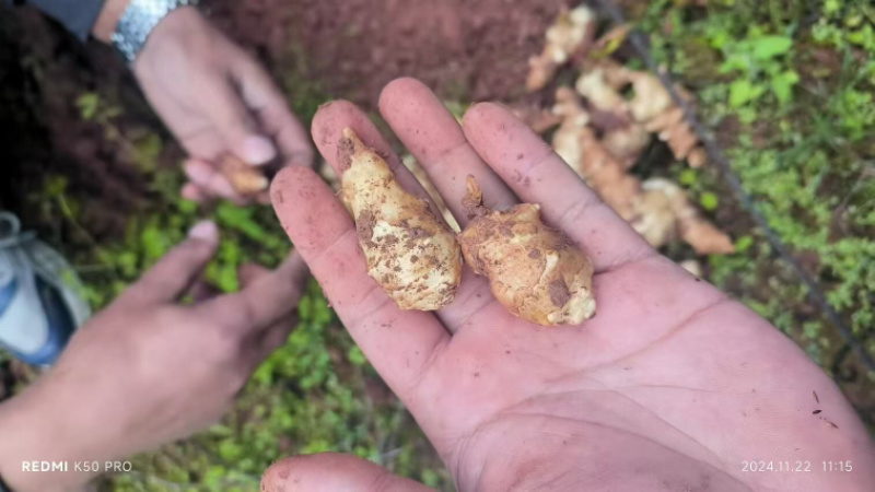 洋姜菊芋鬼子姜上市中量大从优